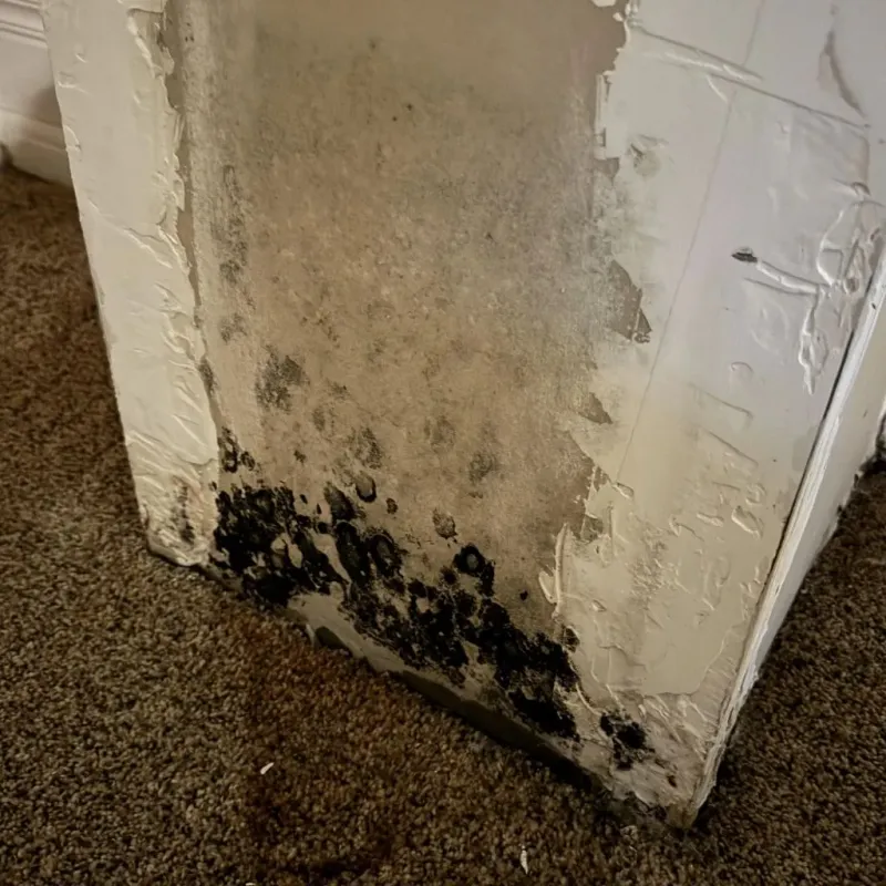 Professional Mold Removal in Union Parish, LA